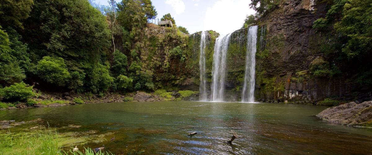 Whangarei Falls showing a cascade, forest scenes and a river or creek