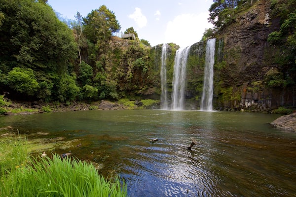 Whangarei Falls og byder på skove, en flod eller et vandløb og en kaskade
