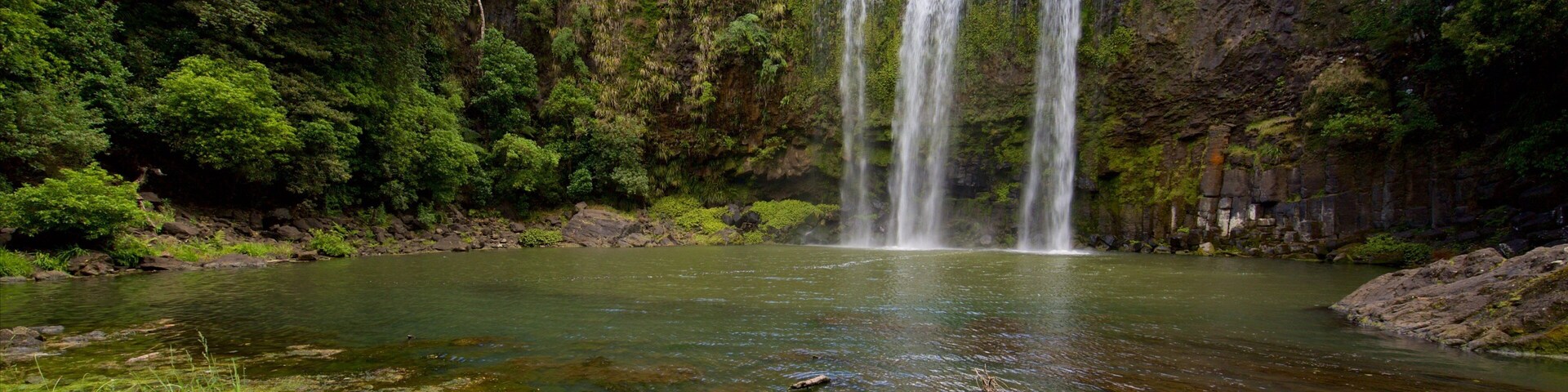Whangarei Falls showing a cascade, forest scenes and a river or creek