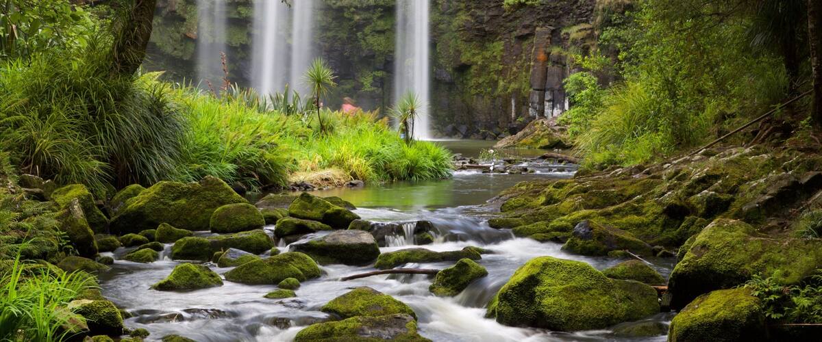 Whangarei Falls inclusief een rivier of beek, een cascade en bos