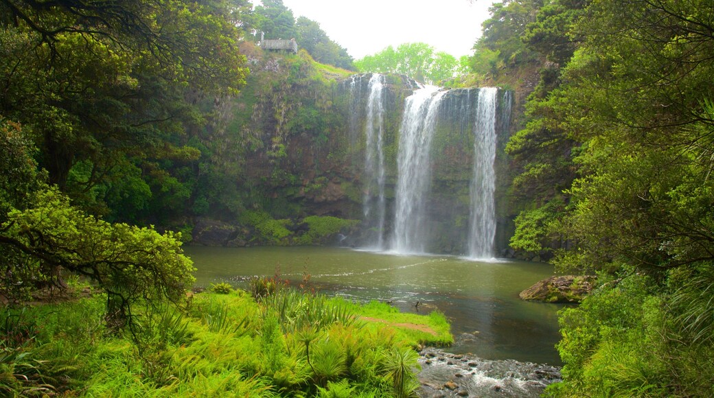 Whangarei Falls ofreciendo cataratas y un río o arroyo