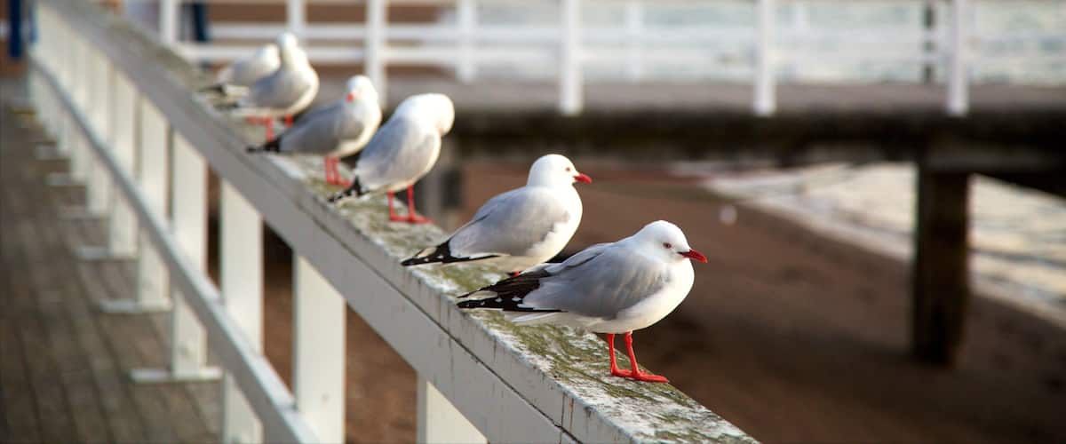 Russell Beach inclusief een baai of haven en vogels