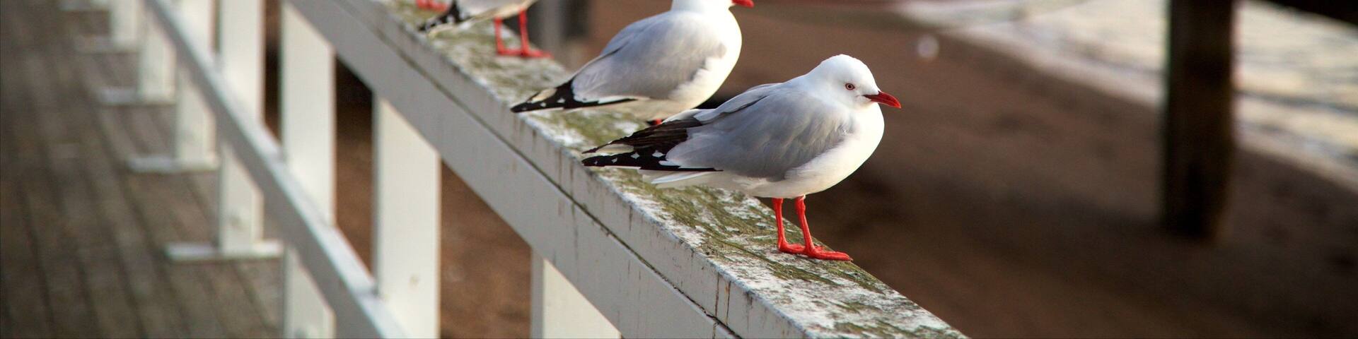 ラッセル ビーチ 表示 湾岸あるいはハーバー と 鳥