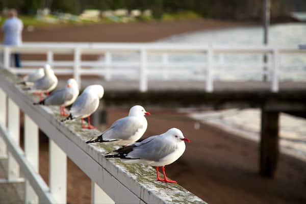 Plage de Russell montrant vie des oiseaux et baie ou port