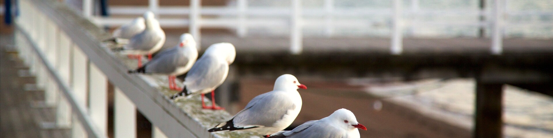 Russell Beach caracterizando vida das aves e uma baía ou porto