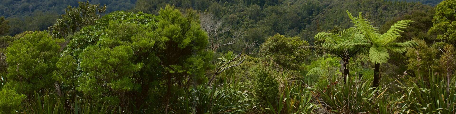 Waipoua Forest featuring landscape views and tranquil scenes
