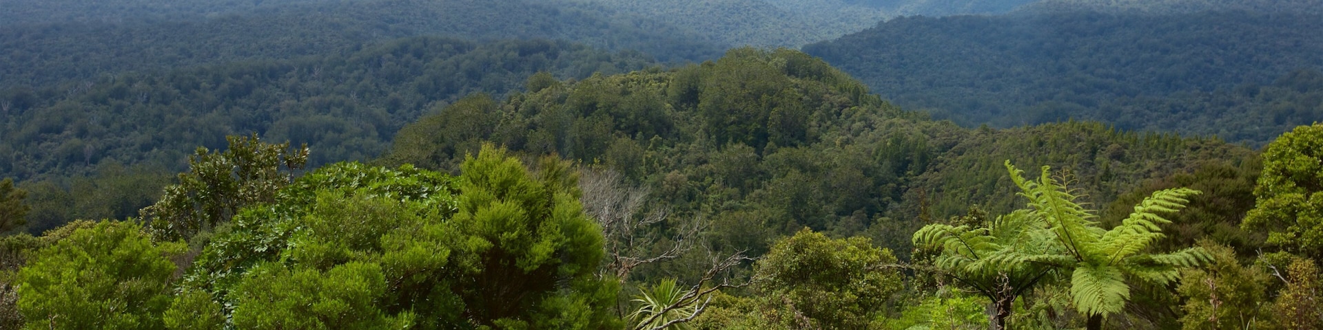 Waipoua Forest das einen Landschaften und ruhige Szenerie