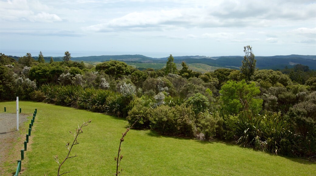 Waipoua Forest caracterizando paisagem e cenas tranquilas