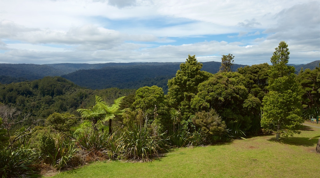 Waipoua Forest showing tranquil scenes and landscape views