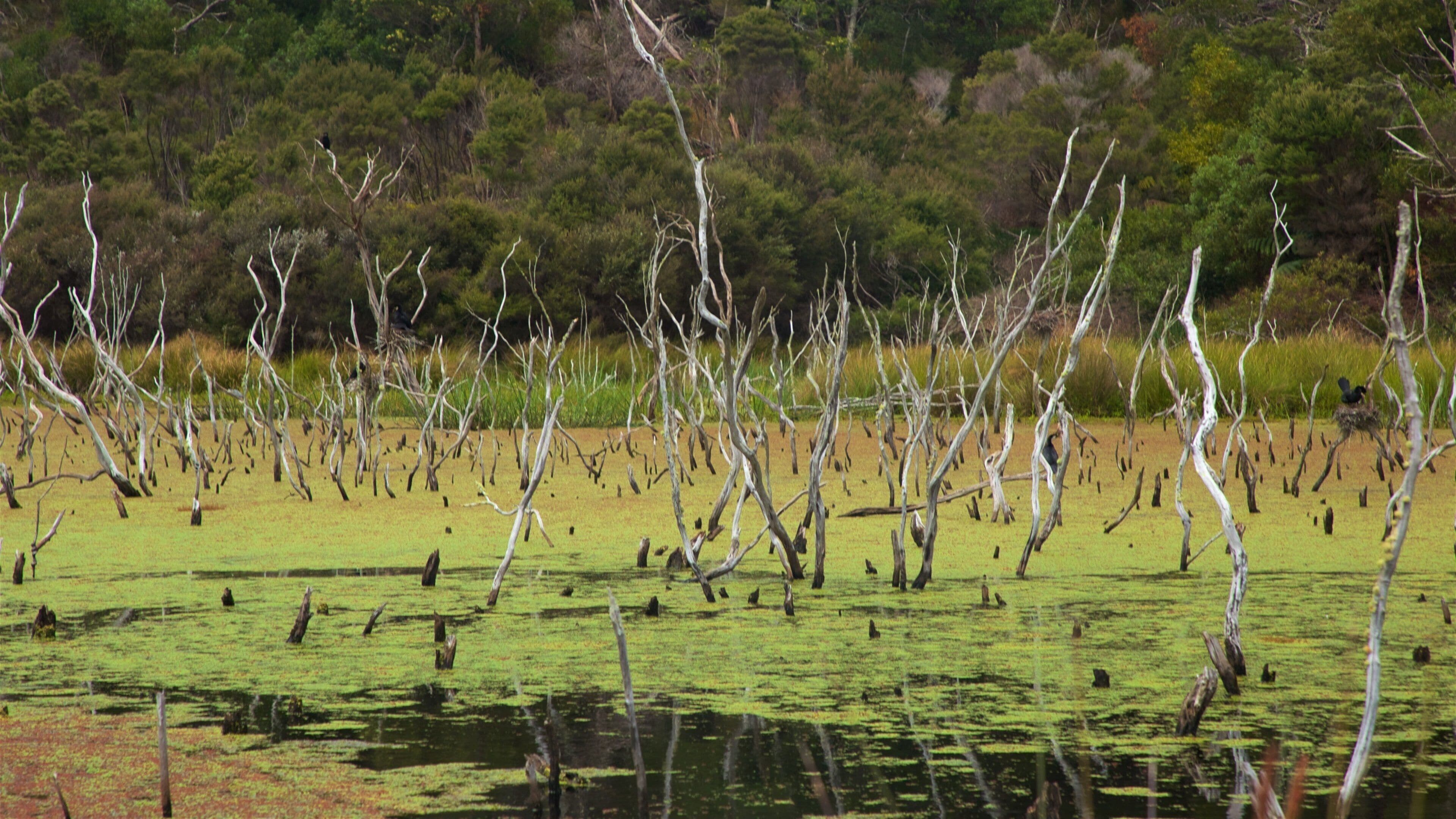 Kai Iwi Lakes featuring wetlands