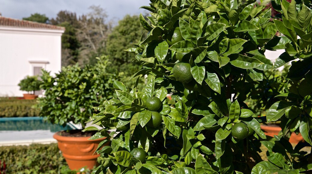 Hamilton Gardens featuring a park