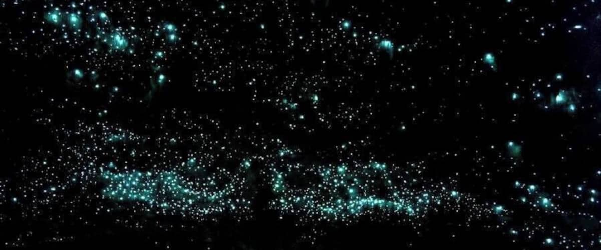 Take a trip with Black Water Rafting Co. as you tube down rivers in the pitch black, jump off waterfalls and see the stars, or the glowworms indigenous to this region.