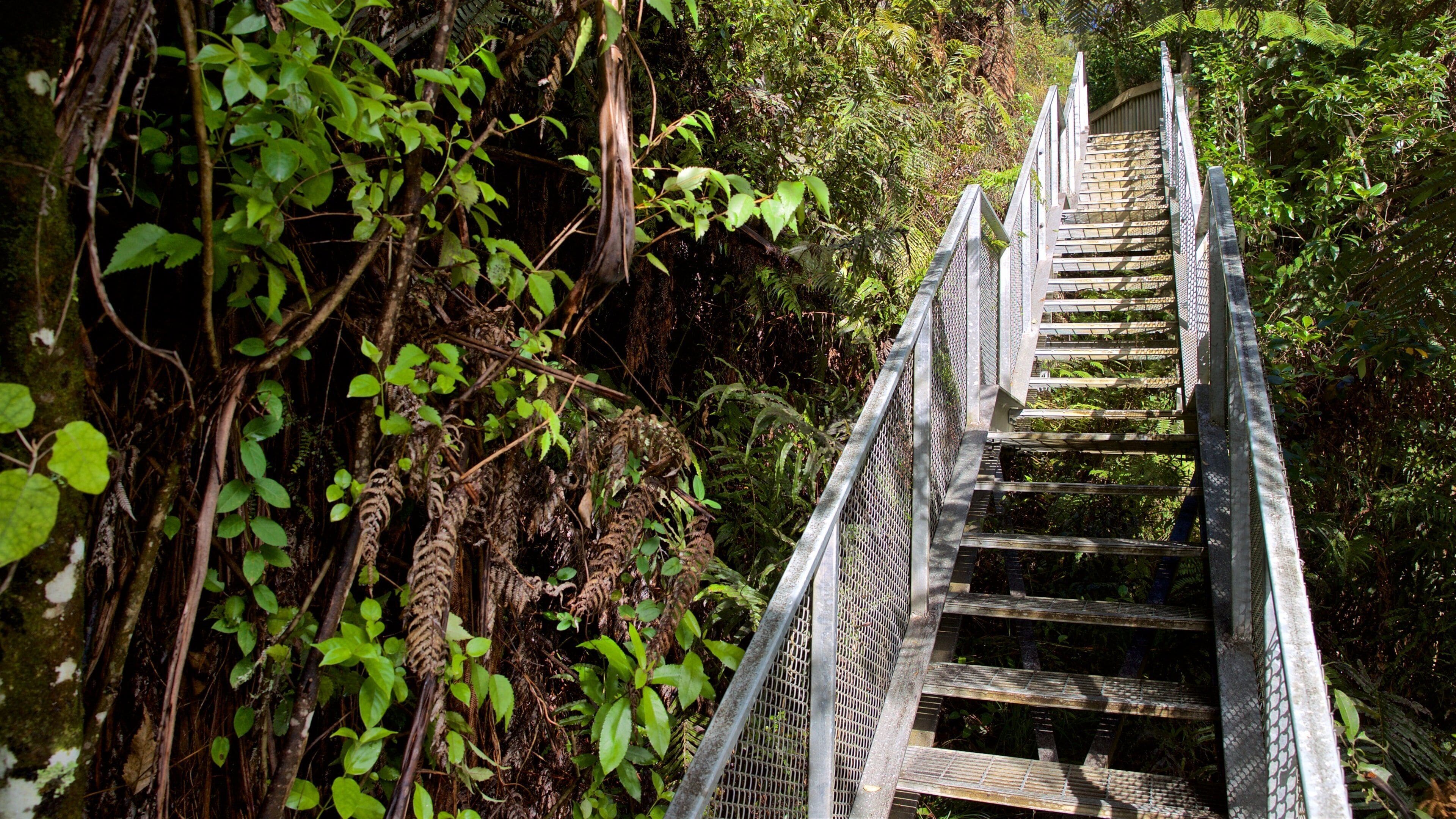 Waitomo Glowworm Caves featuring forests