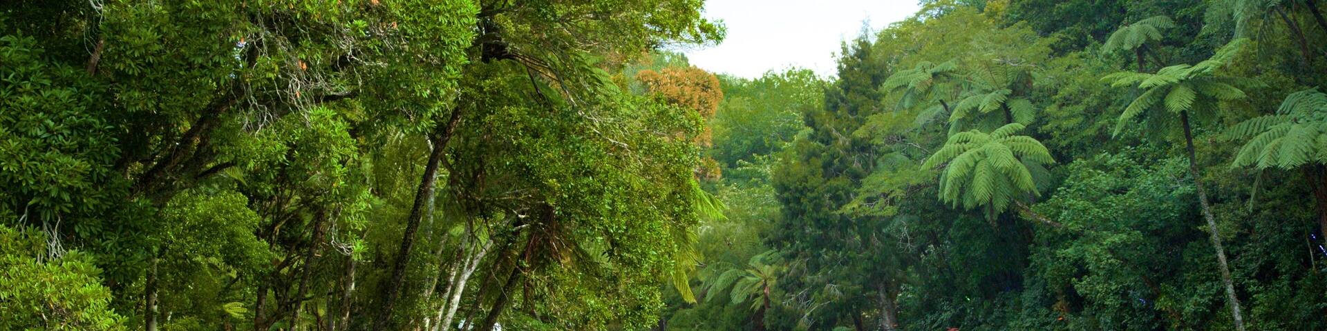 Pukekura Park showing a lake or waterhole and a garden