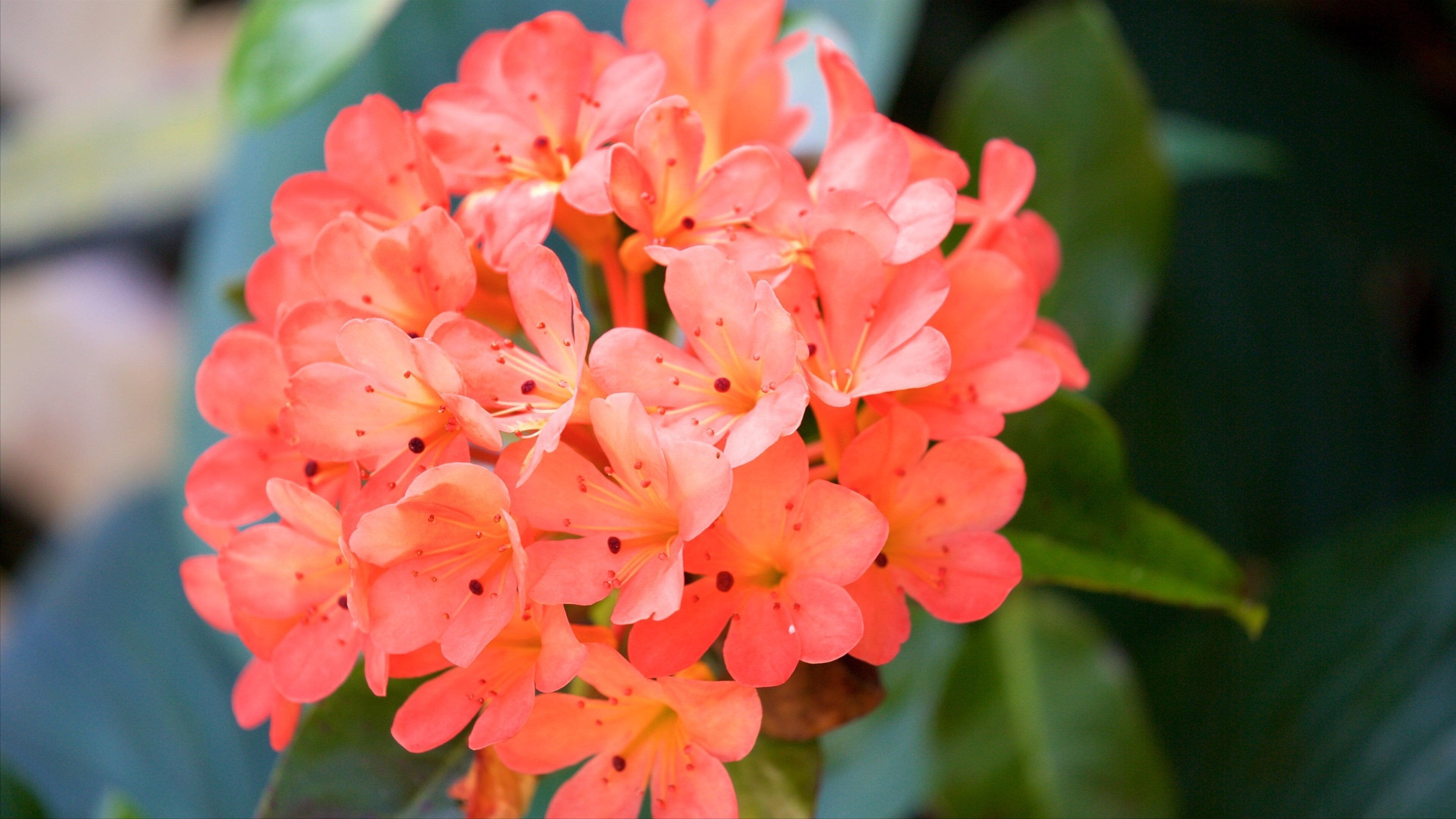 Pukekura Park showing flowers