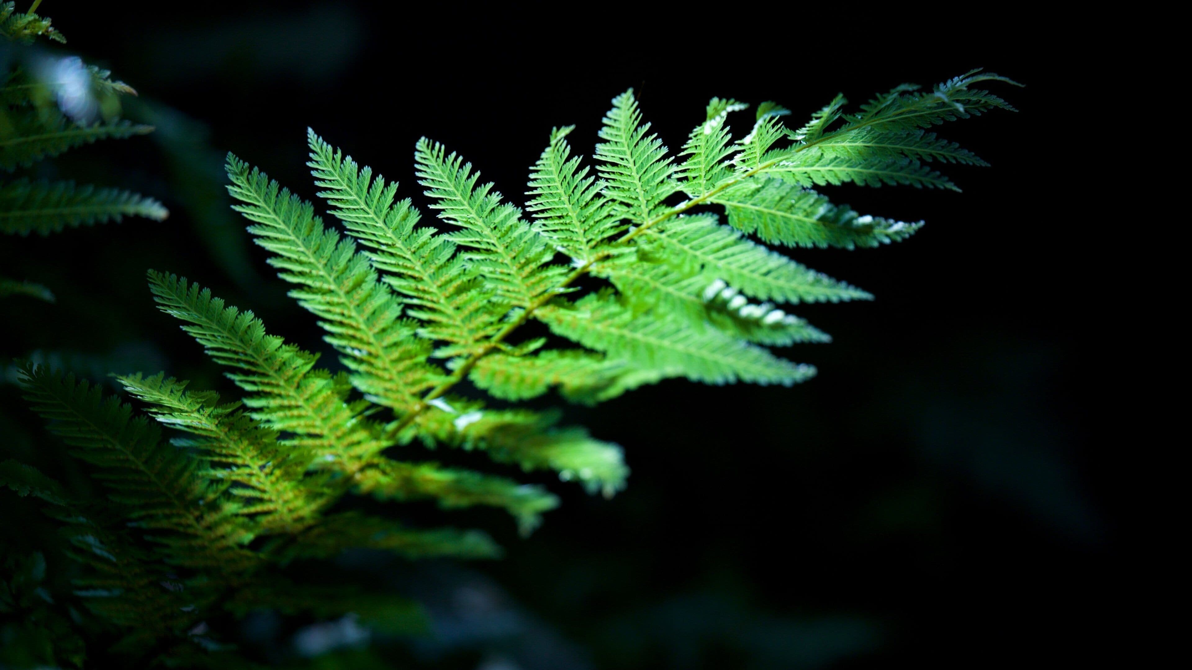 Pukekura Park featuring forests
