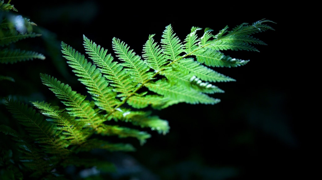 Pukekura Park featuring forests