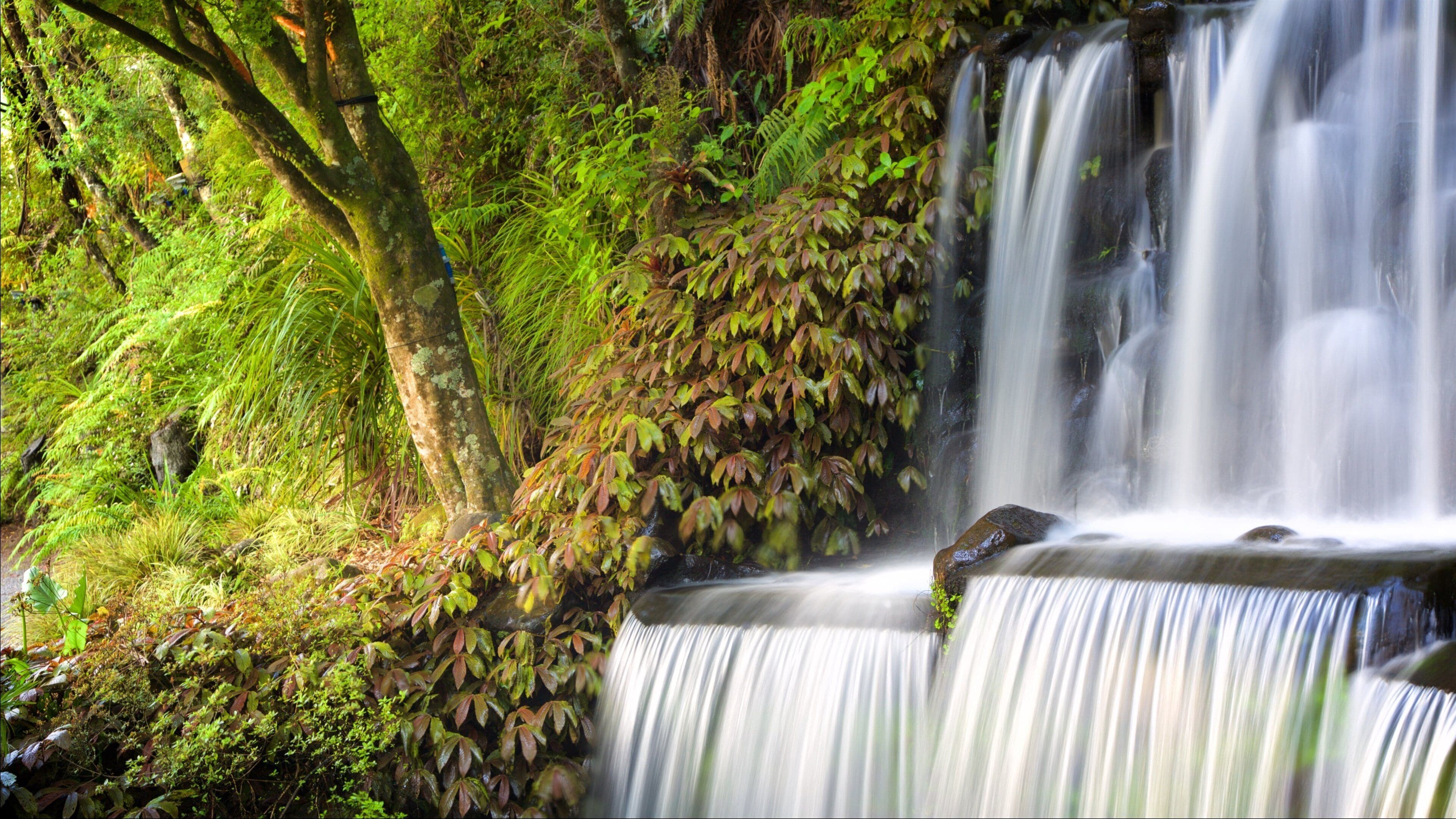 Pukekura Park mostrando una cascada y un jardín