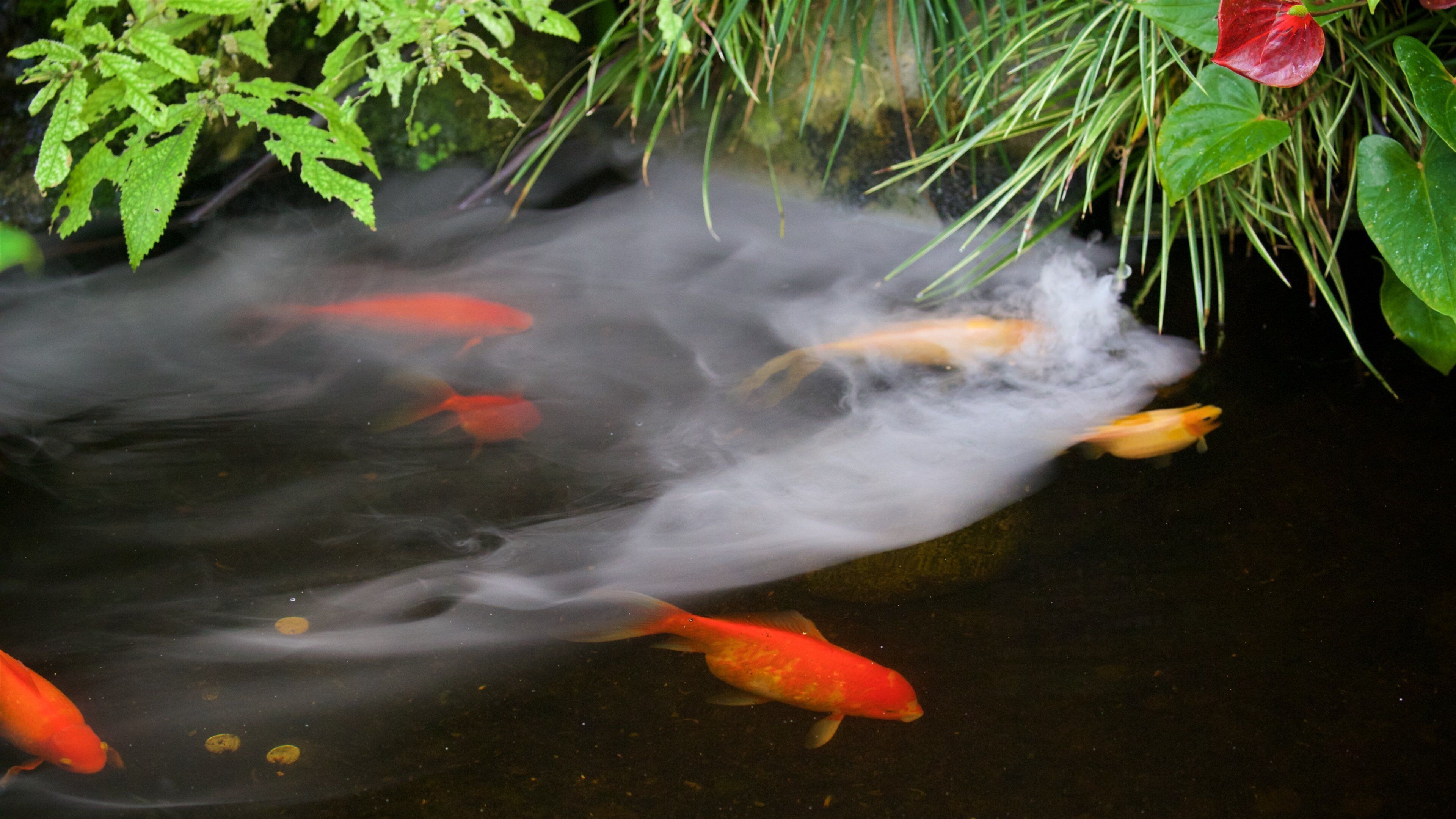 Pukekura Park mostrando animales y un estanque