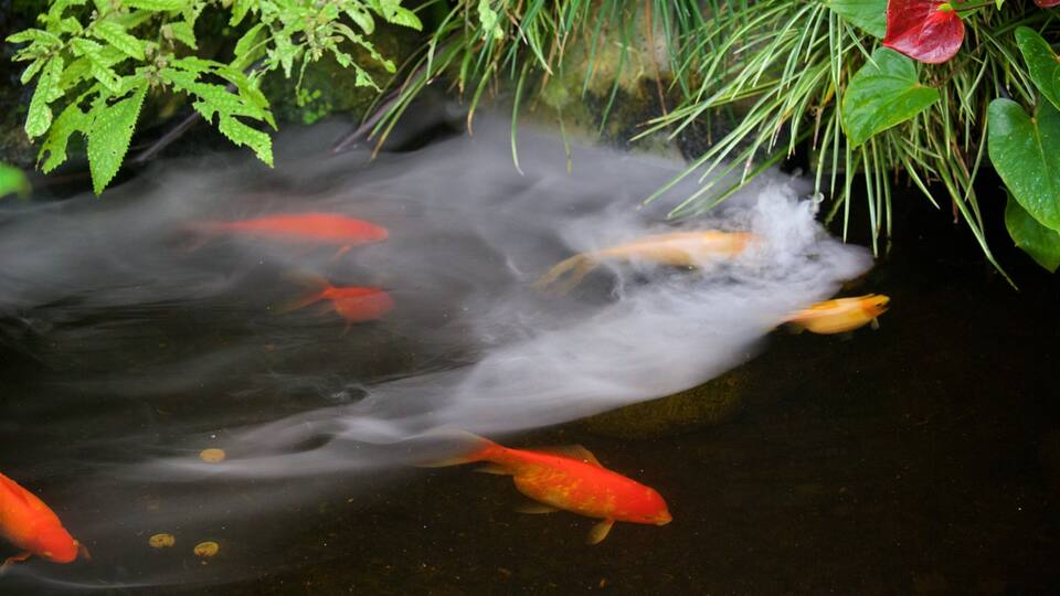 Pukekura Park fasiliteter samt dam og dyr