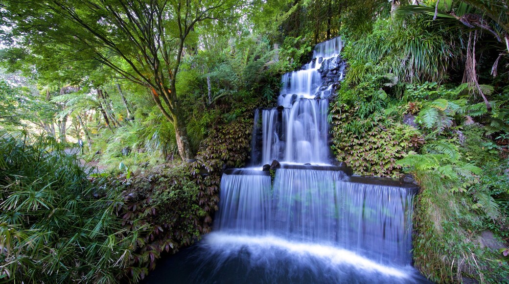 Pukekura Park featuring a cascade and forests