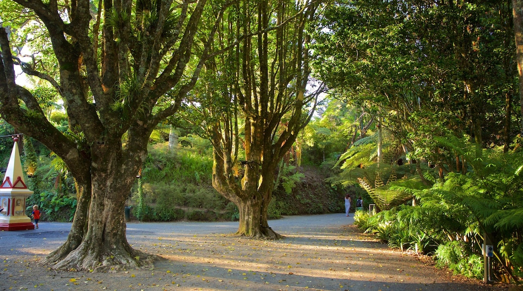 Pukekura Park featuring a park