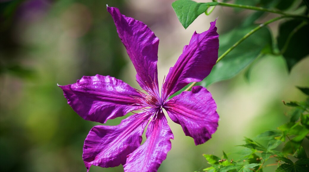 Pukekura Park mostrando flores