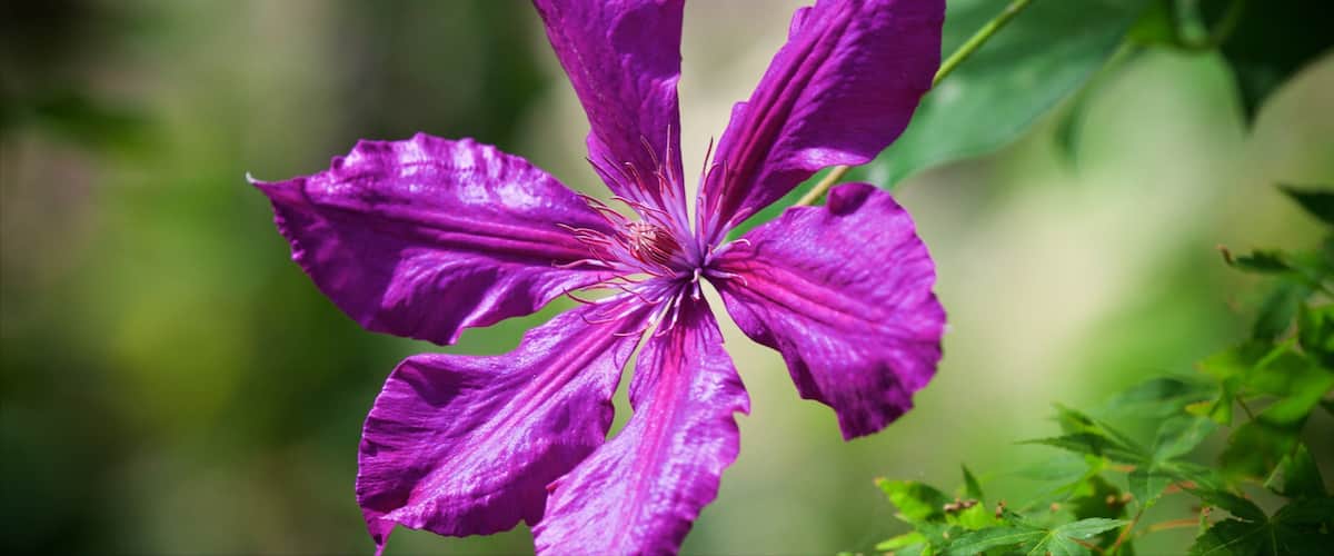 Pukekuran puisto johon kuuluu kukat