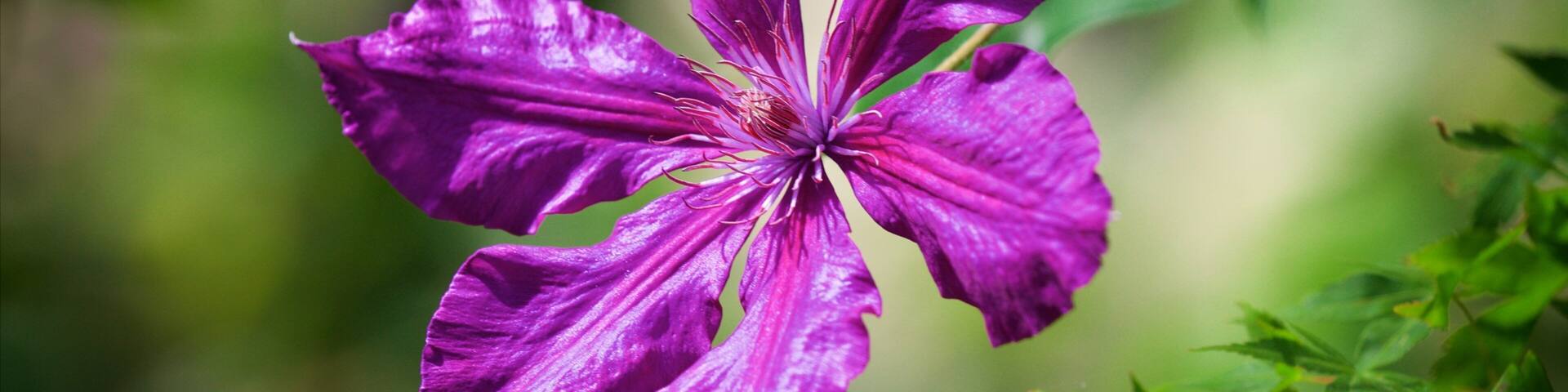 A purple flower with multiple petals and a green leaf in the background.