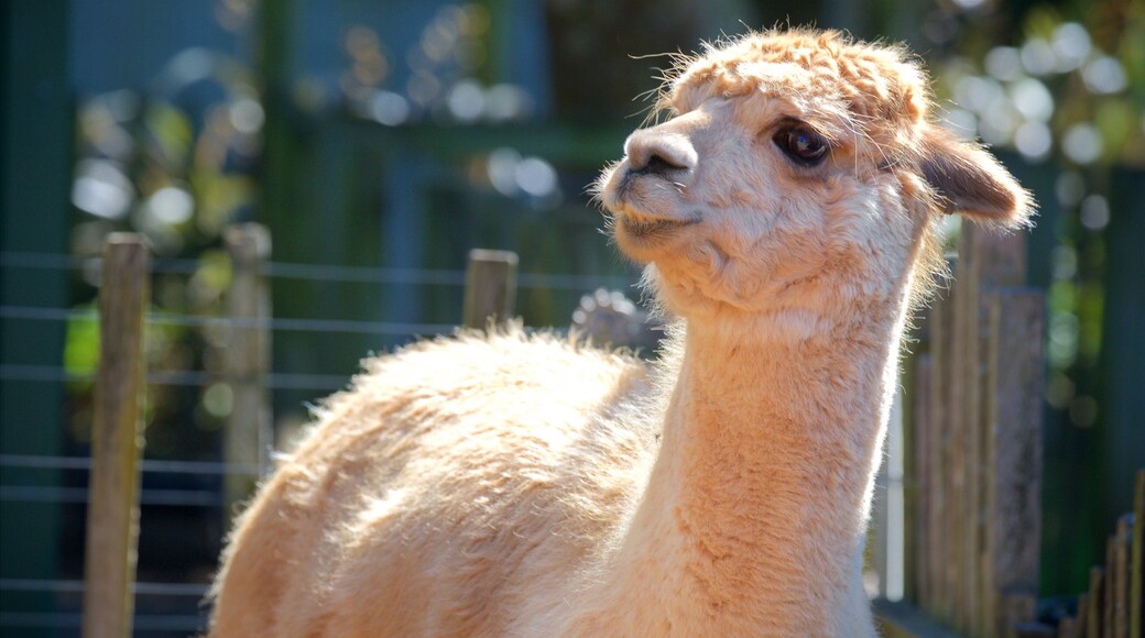 Zoo de Brooklands qui includes animaux domestiques ou inoffensifs