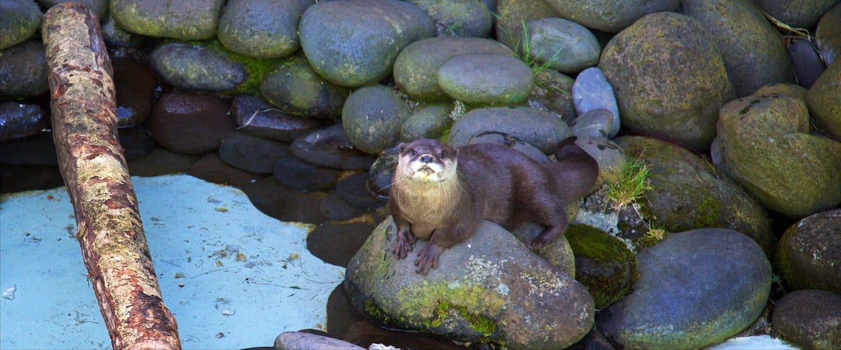 Brooklands Zoo showing marine life