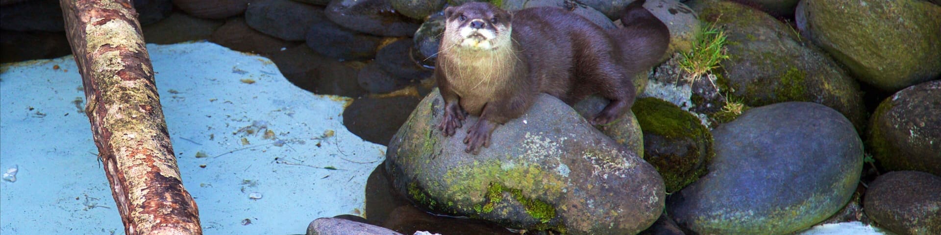 Brooklands Zoo showing marine life