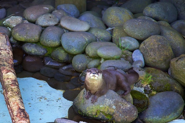 Brooklands Zoo showing marine life