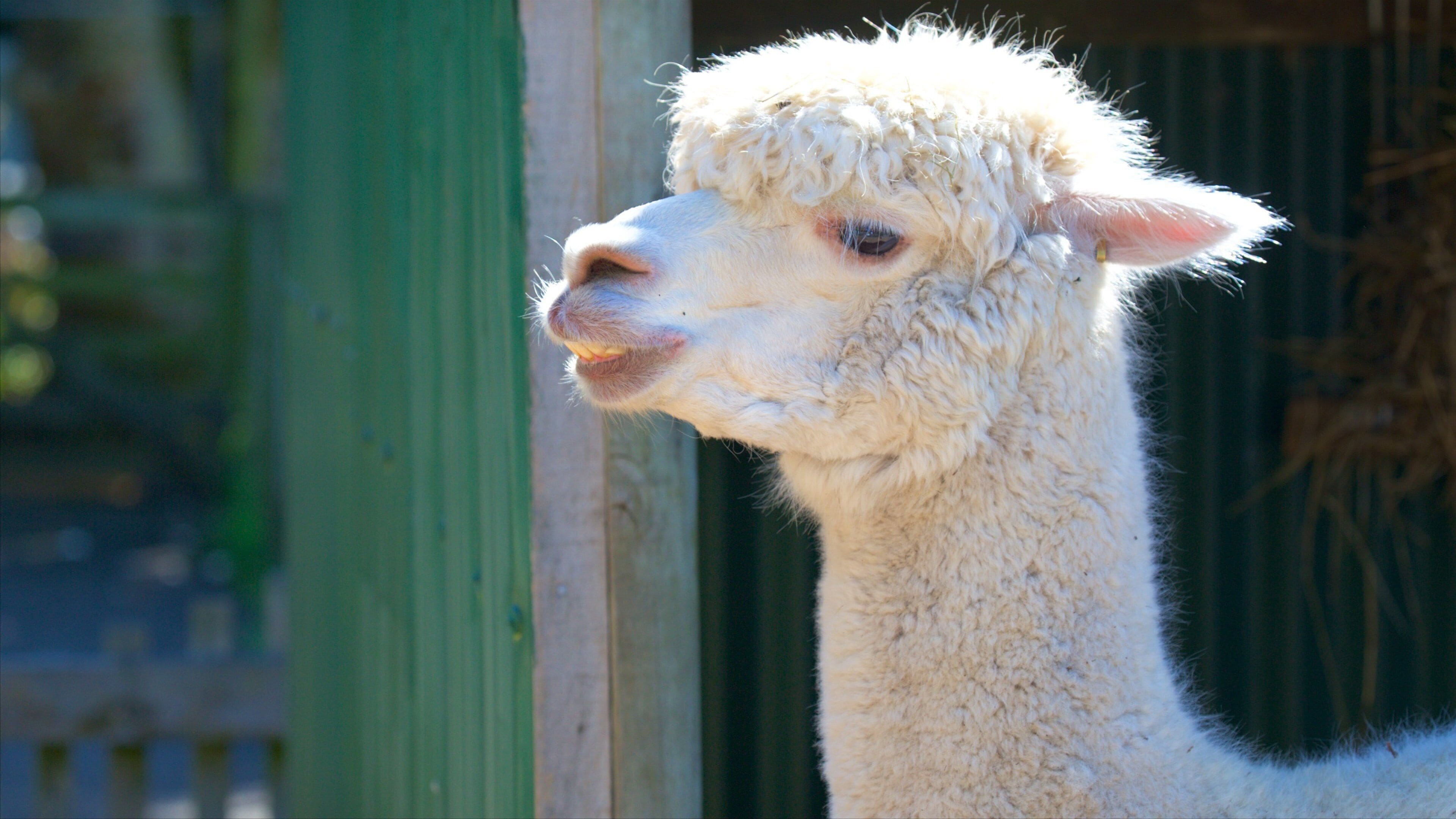 Brooklands Zoo mostrando animales domésticos