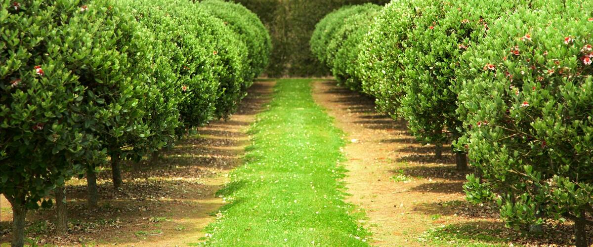 A neatly trimmed orchard with rows of trees and a grassy path.