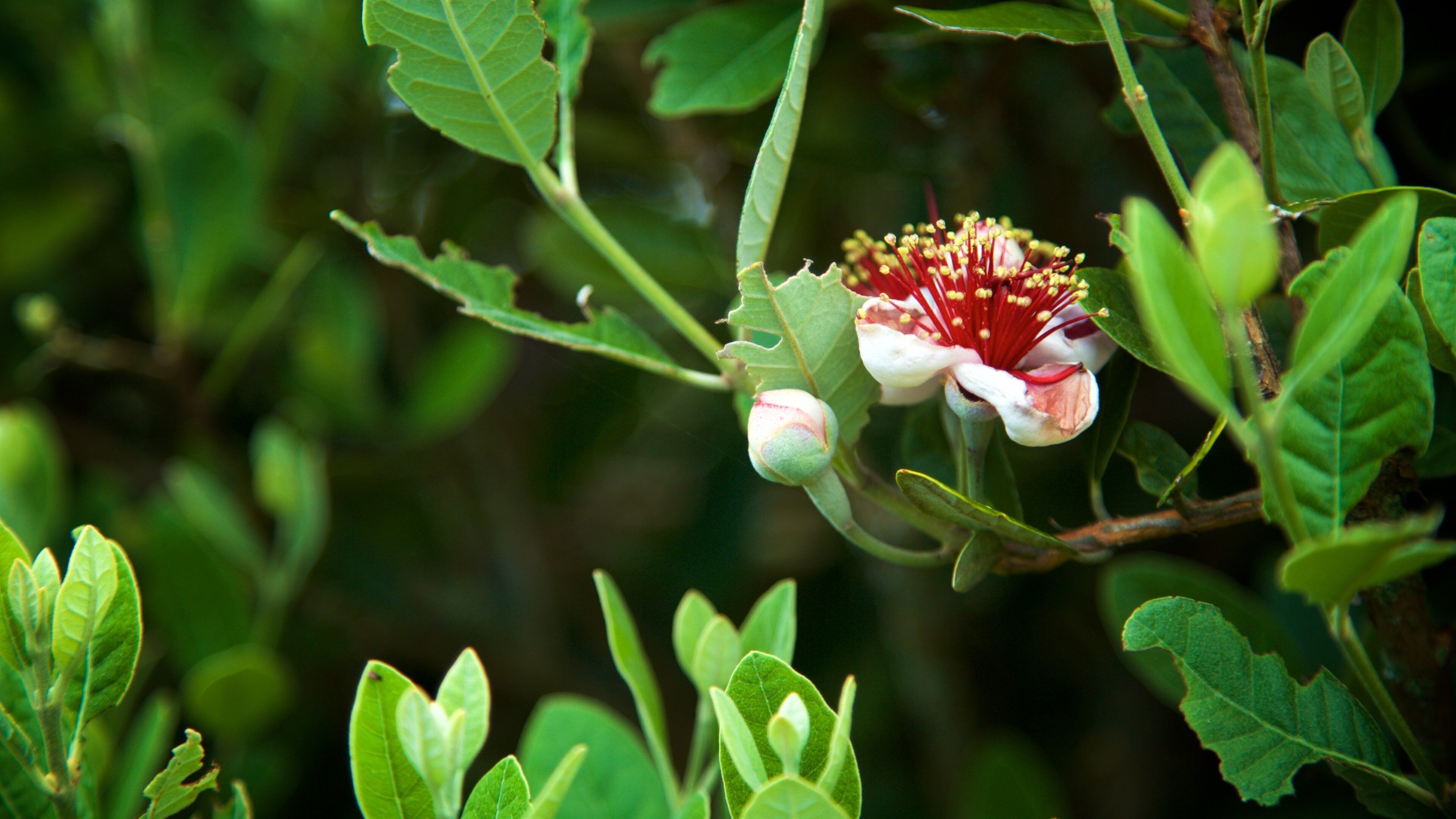 Sentry Hill Winery showing flowers
