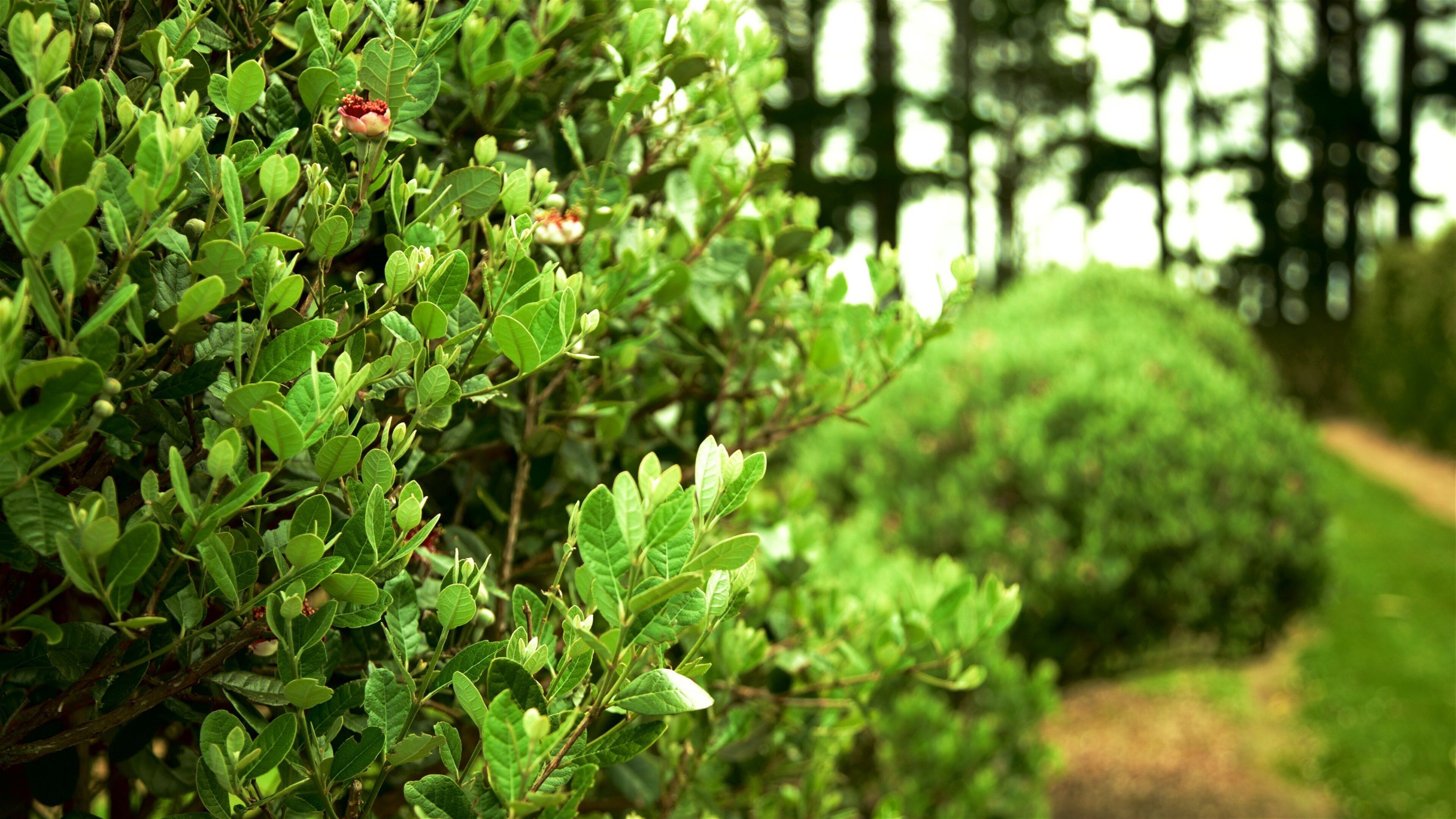 Sentry Hill Winery showing a garden