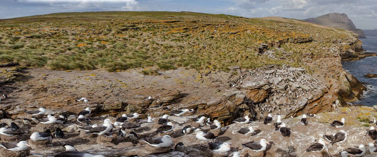 A rocky coastline with a flock of seabirds and a distant cliff.