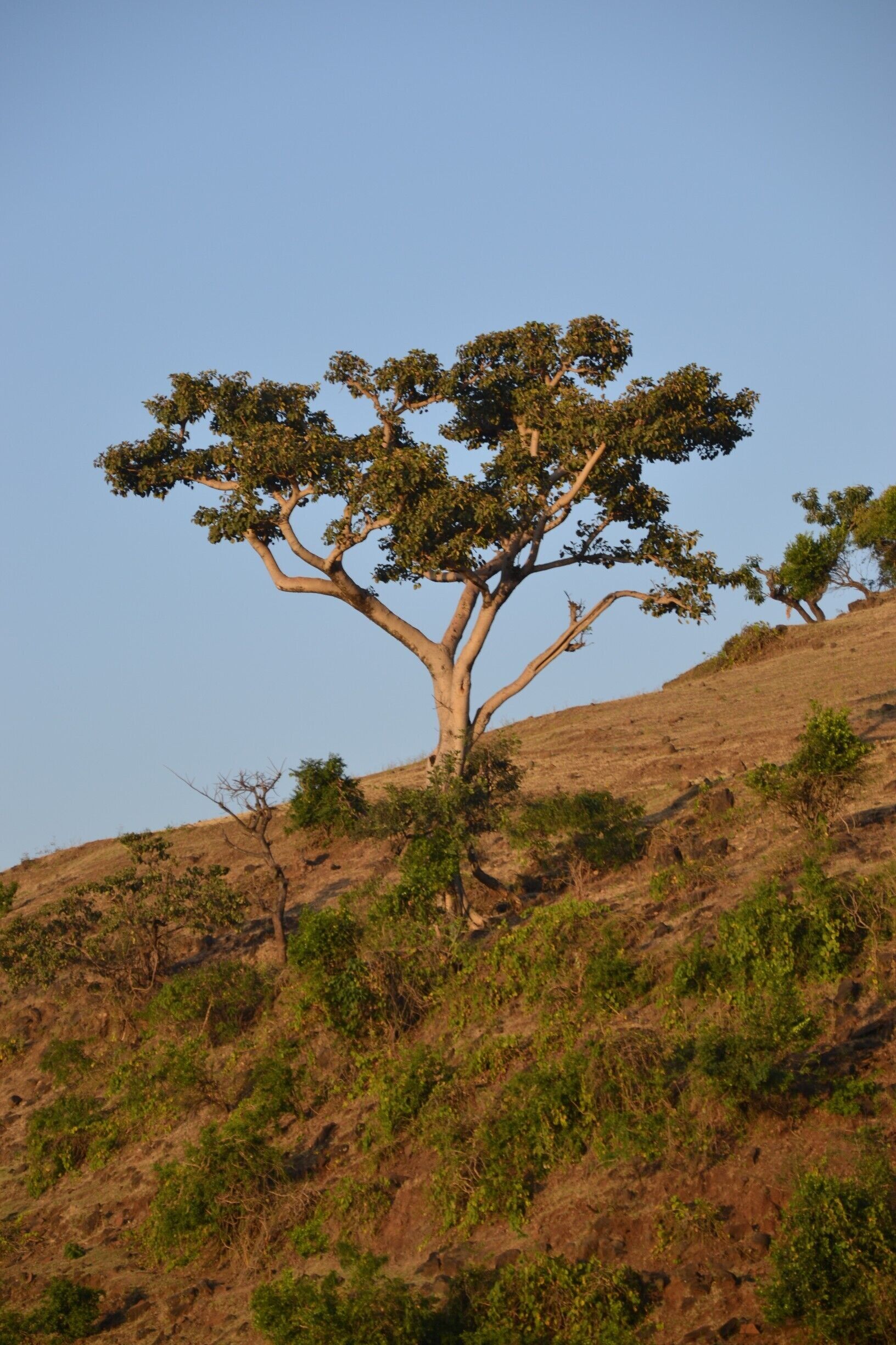 It is not really the season to go watching the Blue Nile Waterfall, but I went anyway. It was awesome! The waterfall not so much, but the surroundings was great!

For a first step out of the cities for me in Ethiopia, and Africa for that matter, I was amazed! And I love the African trees! :)

#treetrove #ethiopia #nile #scenery