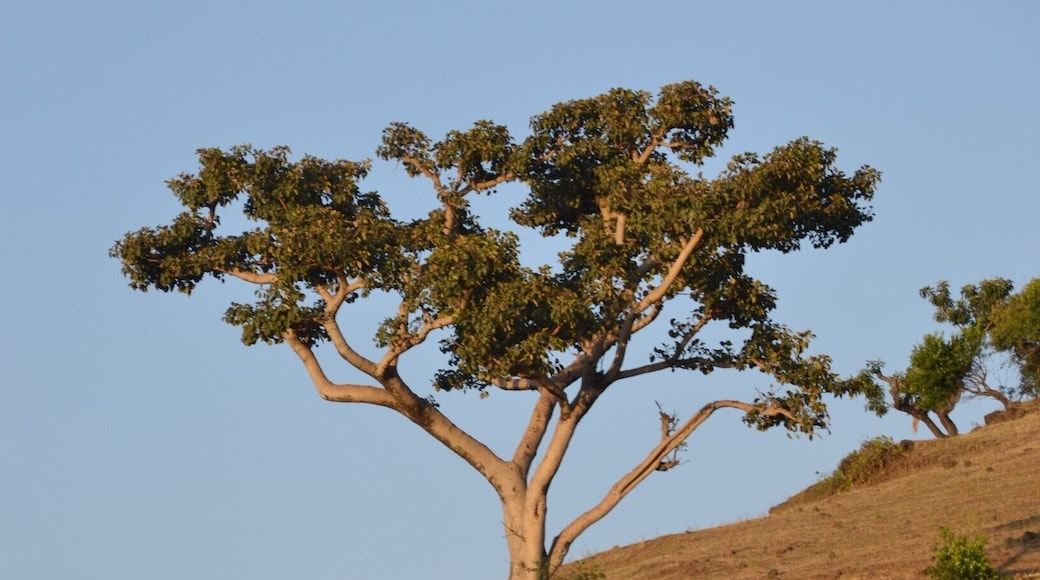 It is not really the season to go watching the Blue Nile Waterfall, but I went anyway. It was awesome! The waterfall not so much, but the surroundings was great!
For a first step out of the cities for me in Ethiopia, and Africa for that matter, I was amazed! And I love the African trees! :)
#treetrove #ethiopia #nile #scenery