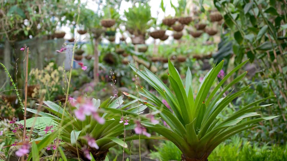 La Carolina which includes wildflowers, a park and flowers