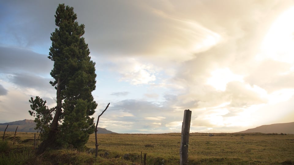 A lone pine tree in a grassy field with a barbed wire fence, under a cloudy sky.