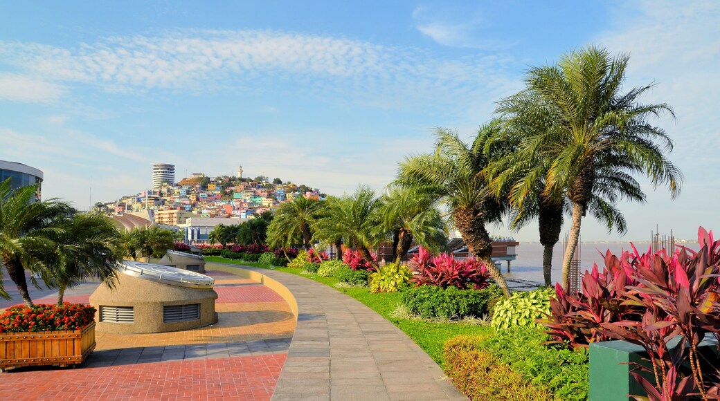 Guayaquil