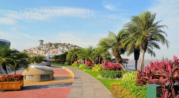 Rocafuerte