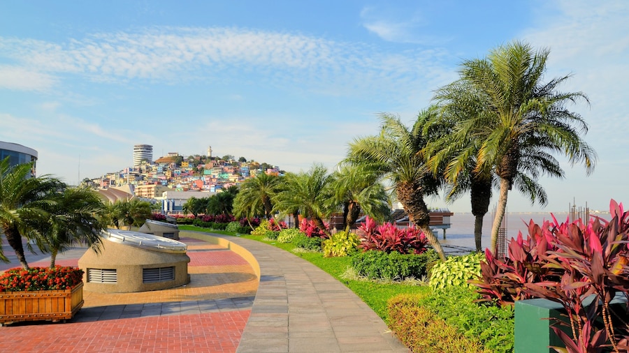 Malecon 2000