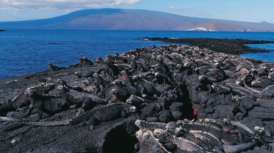 Parc national des Galápagos