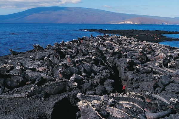 Marine Iguanas (Amblyrhynchus cristatus), Punta Espinosa, Isla Ferdinandina, Galapagos Islands