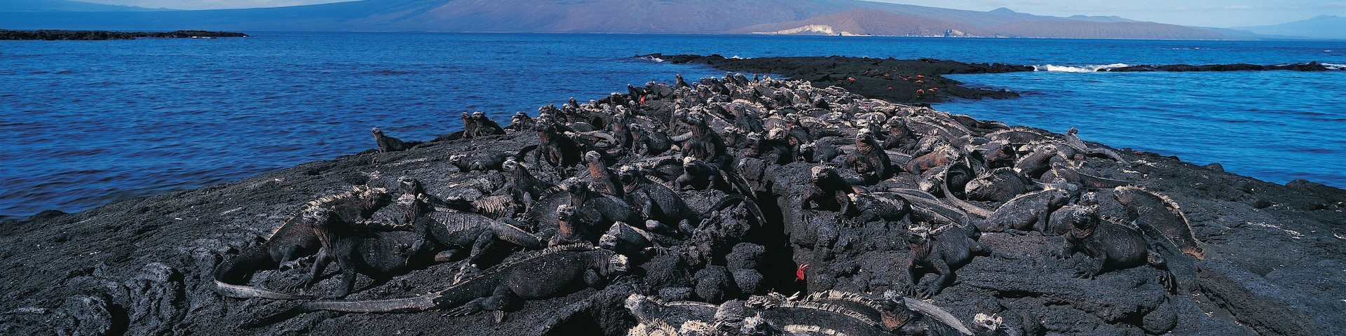 Marine Iguanas (Amblyrhynchus cristatus), Punta Espinosa, Isla Ferdinandina, Galapagos Islands