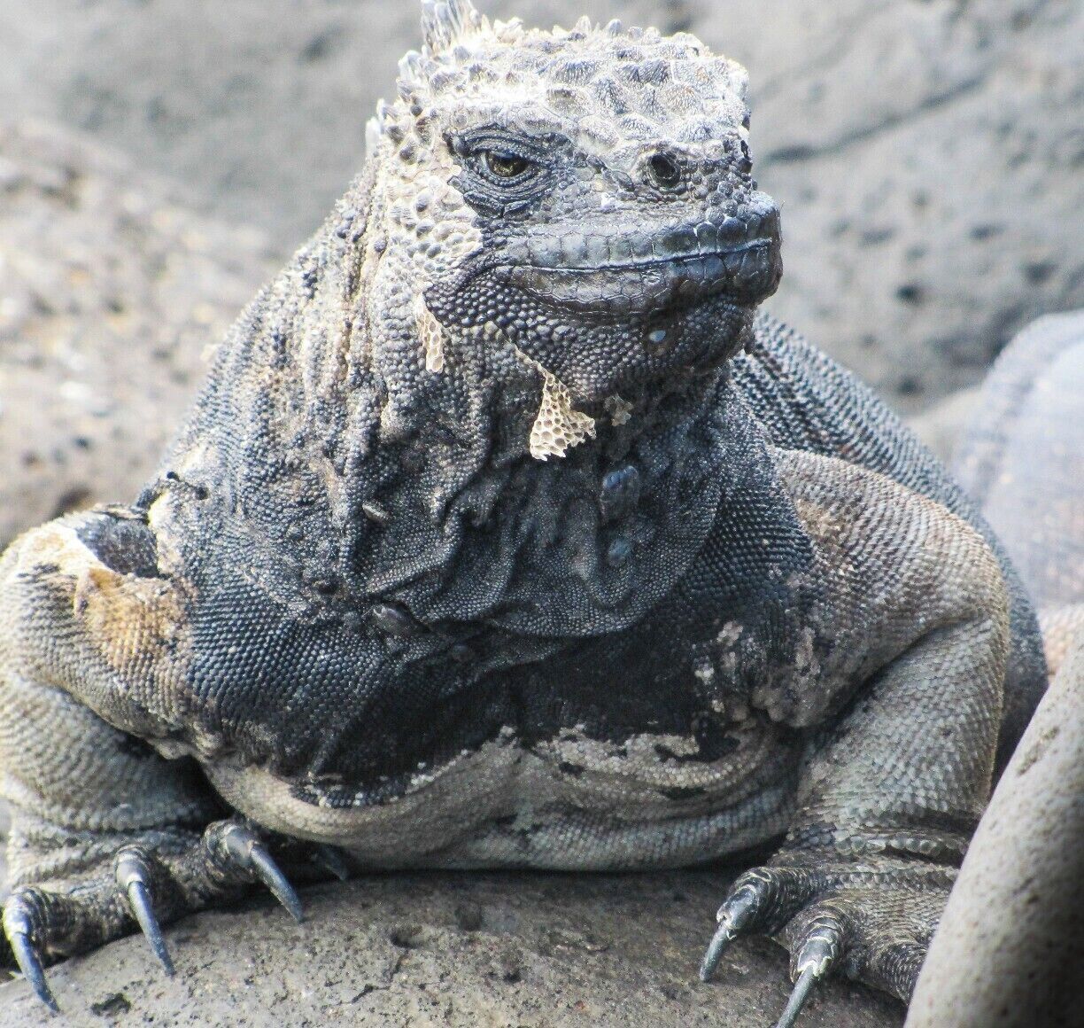 A close-up of a large, textured lizard with prominent claws and rough skin.