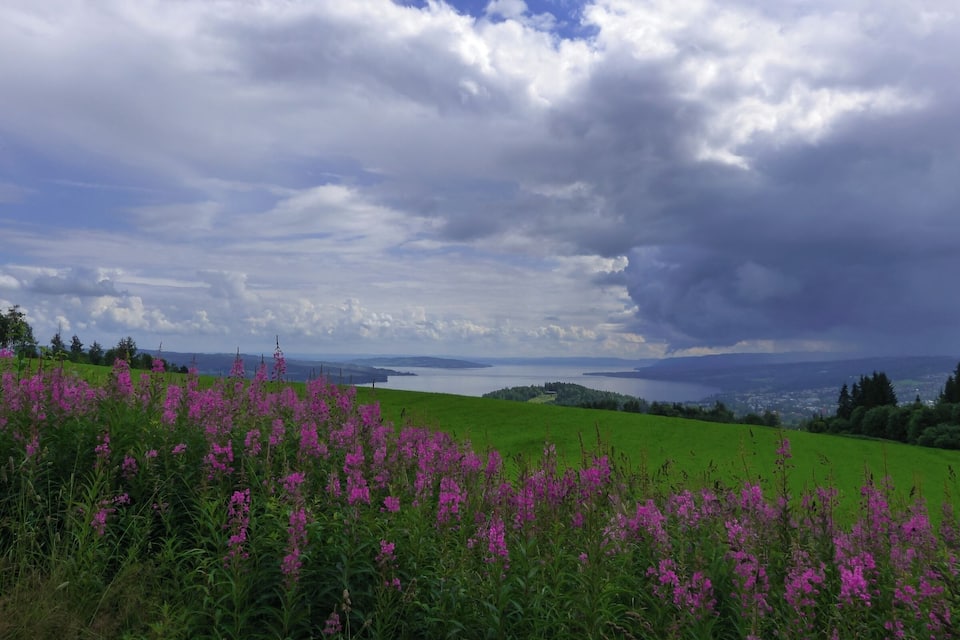 Un campo verde con flores púrpuras y un lago al fondo, bajo un cielo nublado.